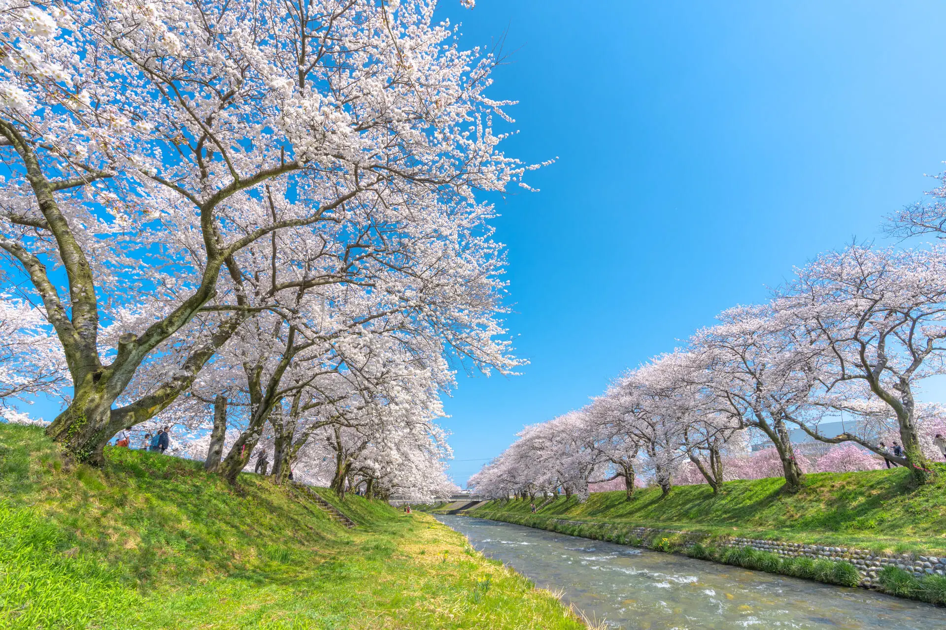 圖4 舟川河畔兩岸櫻花盛放,枝影交錯成粉色花廊,流水映照藍天,勾勒出朝日町春日最純粹的櫻花風景。