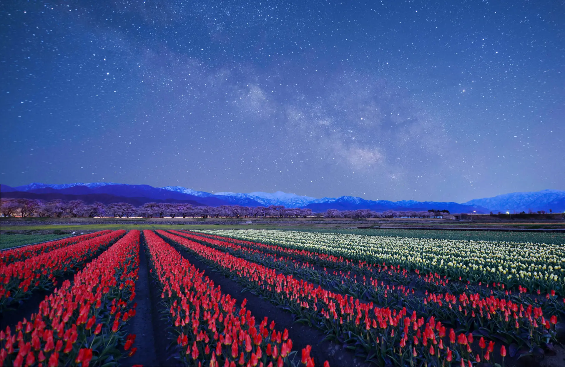 圖5 滿天星斗映照花田與遠山,白日的春色在夜色中轉為靜謐,呈現朝日町截然不同的夜間風景。