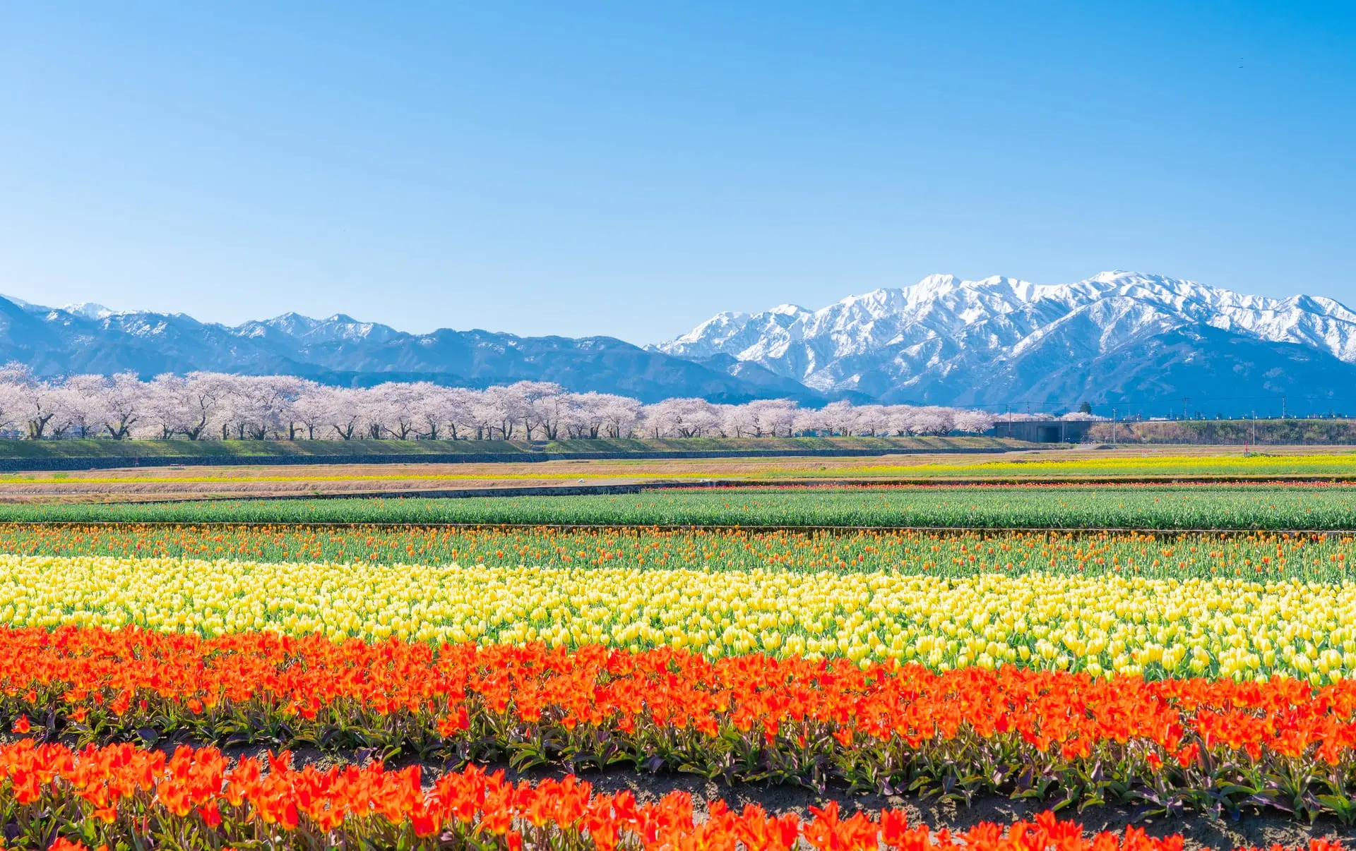 圖2 遼闊花田鋪展出繽紛色帶,遠方山頭覆著殘雪,交織出朝日町春日限定的壯麗層次風景。