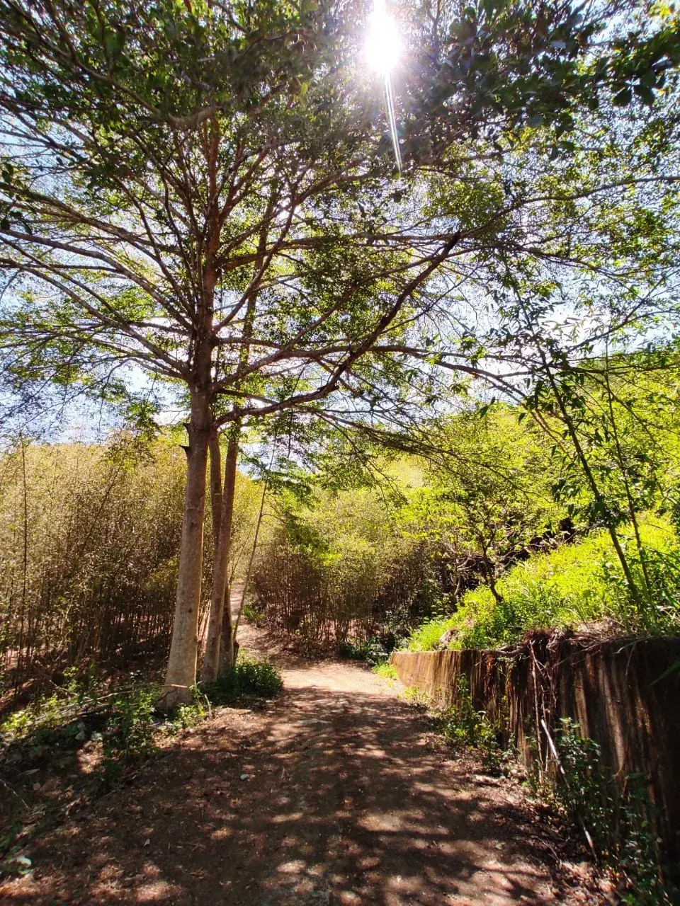 屯阿巴娜步道